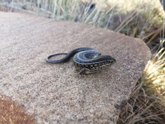 Trachylepis capensis