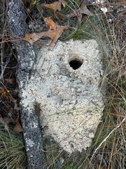 Geomys pinetis