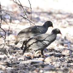 Pternistis adspersus