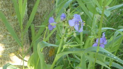 Tradescantia bracteata
