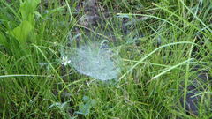 Poa palustris