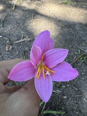 Zephyranthes carinata