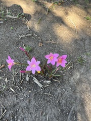 Zephyranthes carinata