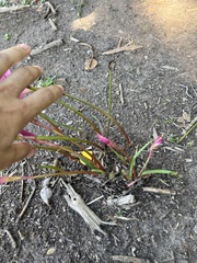 Zephyranthes carinata
