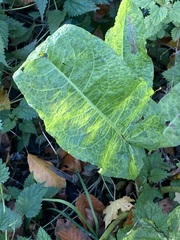 Rumex obtusifolius