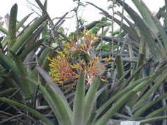 Aechmea leptantha