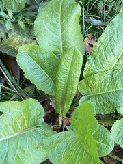 Rumex obtusifolius