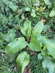 Rumex obtusifolius