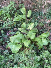 Rumex obtusifolius