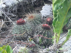 Melocactus ernestii