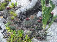 Melocactus ernestii