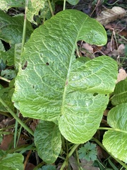 Rumex obtusifolius