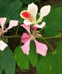 Bauhinia monandra