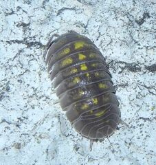 Armadillidium granulatum