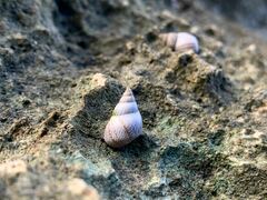 Littoraria pintado