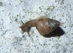 Cochlicella