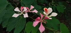 Bauhinia monandra