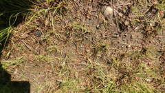 Eunemobius carolinus