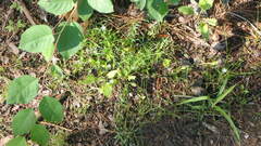 Amelanchier spicata