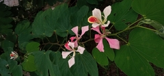 Bauhinia monandra