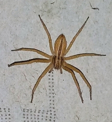 Philodromidae