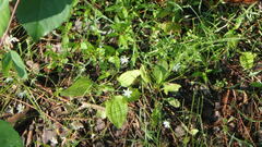 Stellaria longifolia