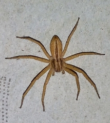 Philodromidae
