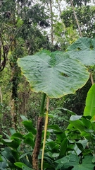 Xanthosoma