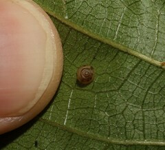 Coneuplecta calculosa