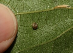 Coneuplecta calculosa