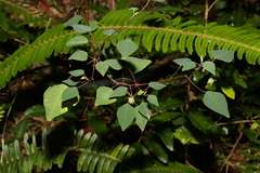 Homalanthus stillingiifolius