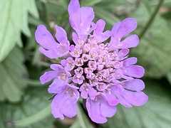 Scabiosa lucida