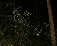 Homalanthus stillingiifolius