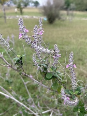 Aloysia macrostachya