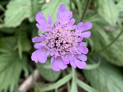Scabiosa lucida