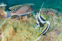 Plectorhinchus centurio