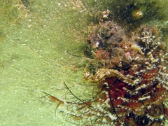 Hippocampus hippocampus