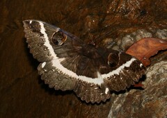 Erebus terminitincta