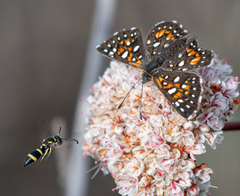 Parancistrocerus declivatus