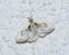 Cilix glaucata