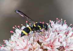 Parancistrocerus declivatus