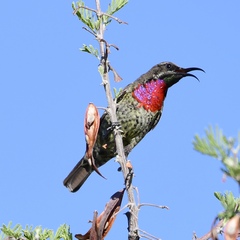 Chalcomitra senegalensis gutturalis