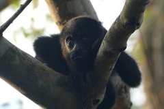 Alouatta pigra