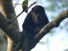 Alouatta pigra
