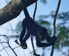 Alouatta pigra