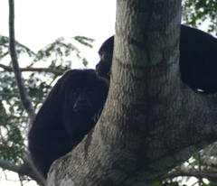 Alouatta pigra