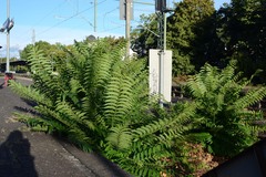 Ailanthus altissima