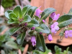 Thymus praecox
