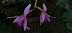 Laelia anceps