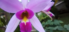 Laelia anceps